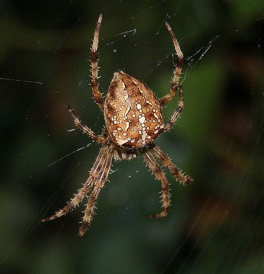 spinne mal wieder ganz nah