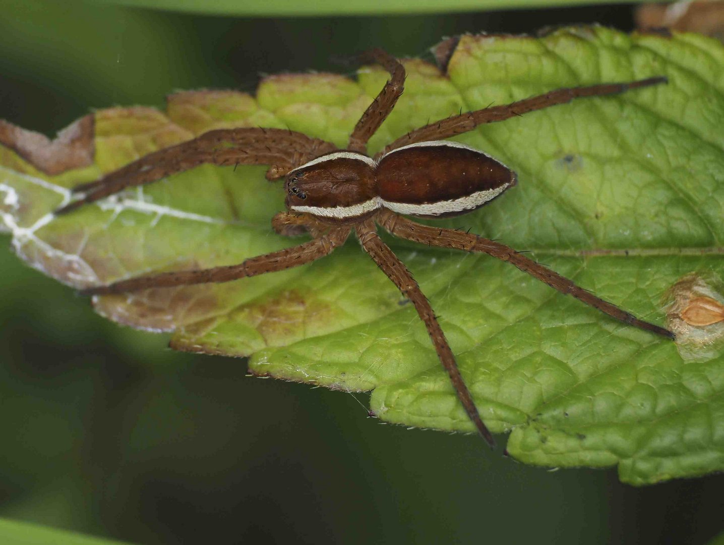 SPINNE MIT 6 BEINEN ?