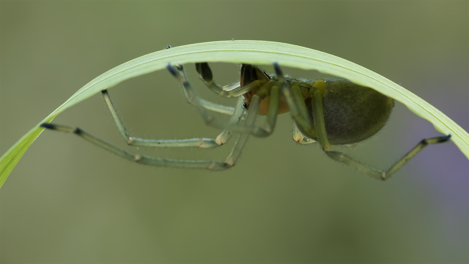 Spinne mit Augenbrauen ..... 