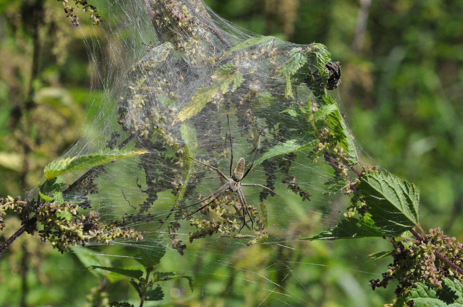 Spinne mit Baldachin-Netz