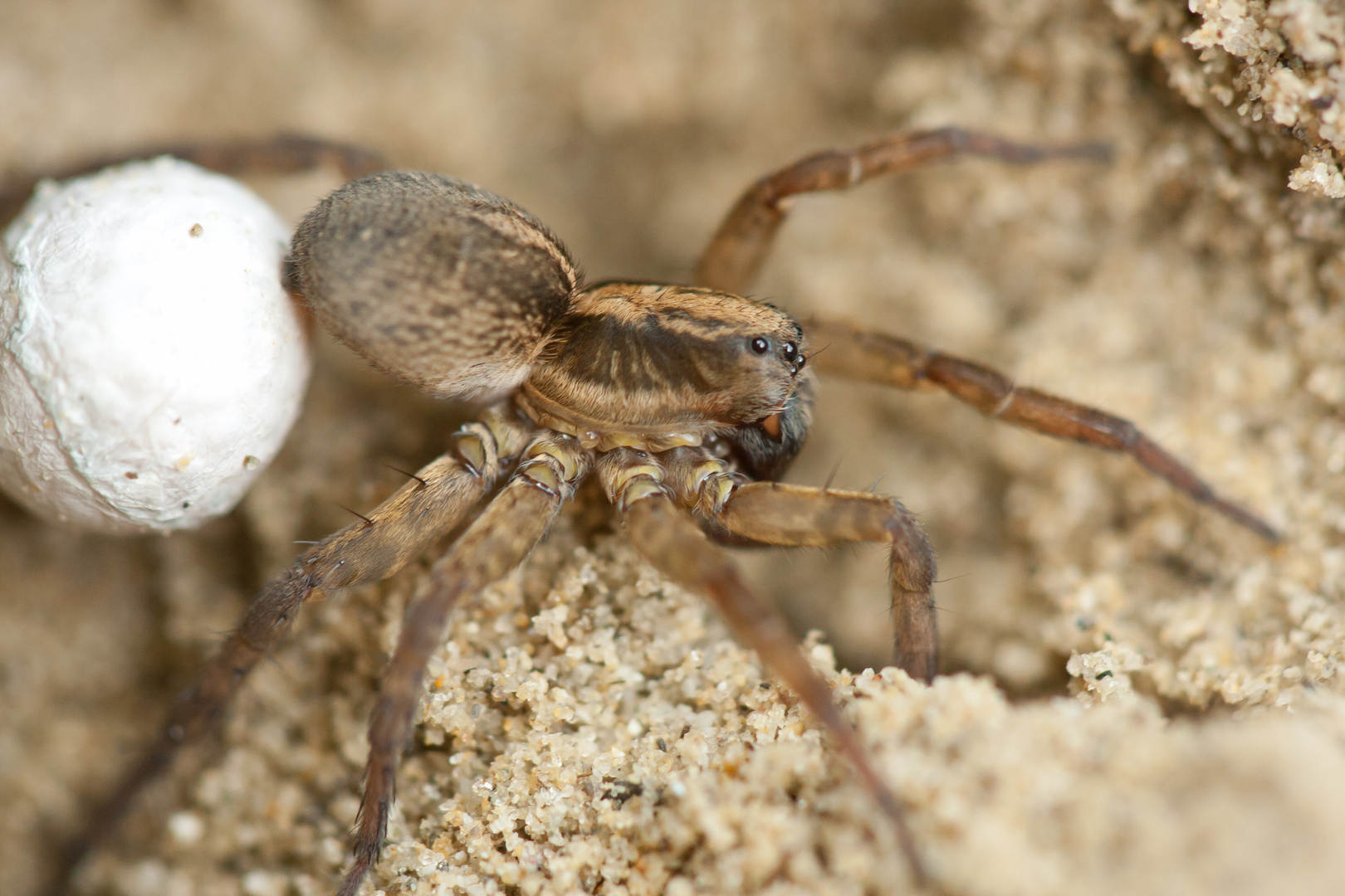 Spinne mit Ballon :-)