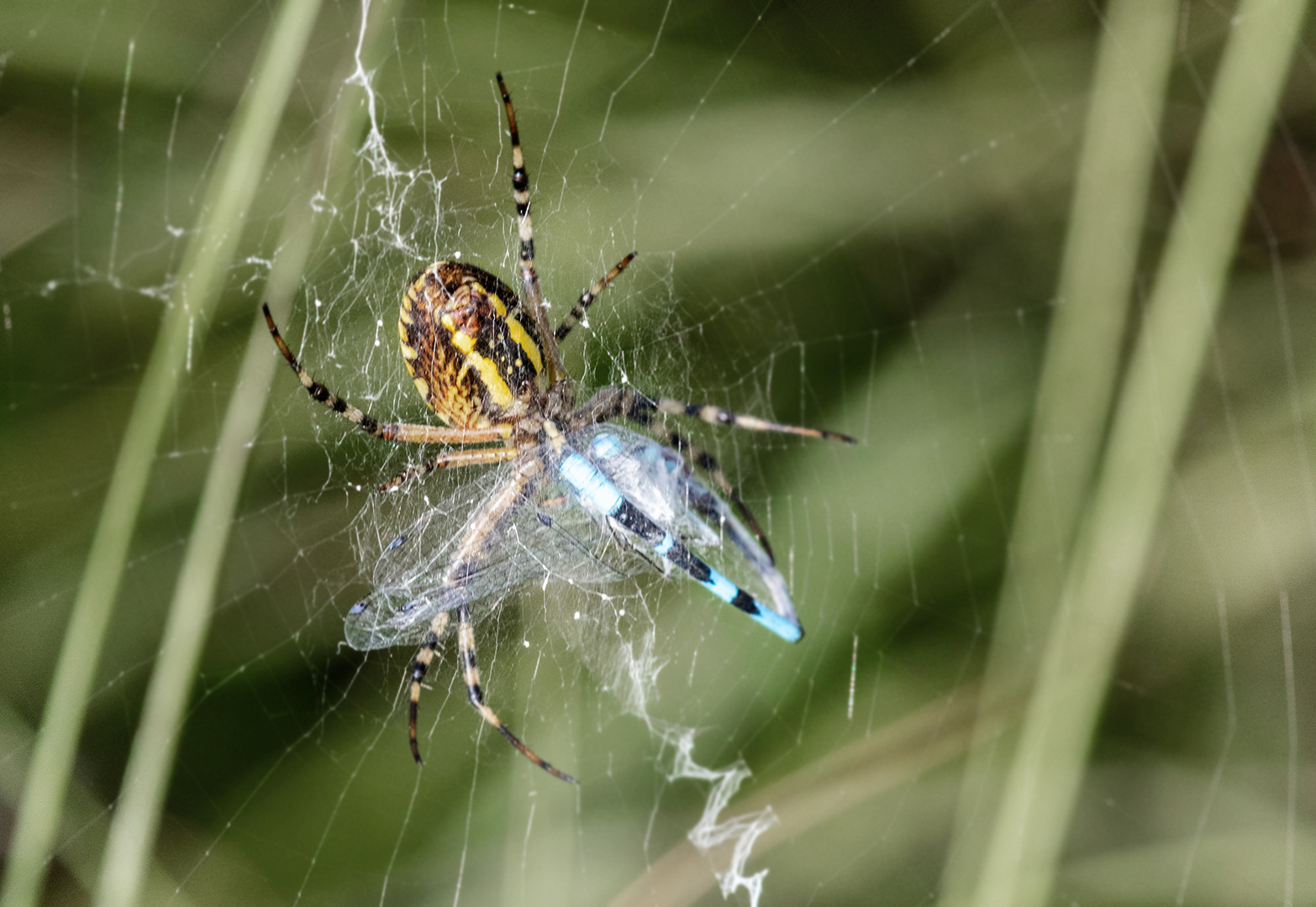 Spinne mit Beute 002 