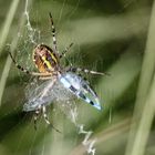 Spinne mit Beute 002 