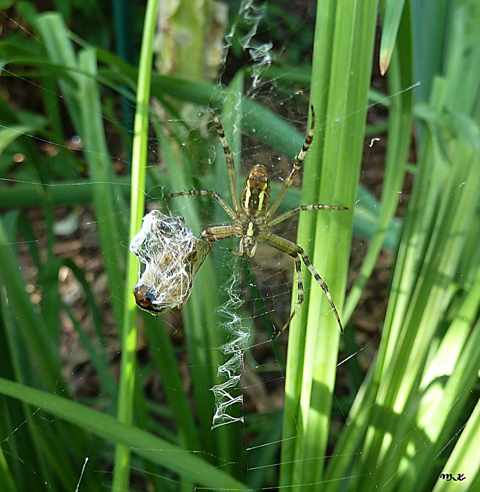 Spinne mit Beute