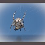 Spinne mit Beute