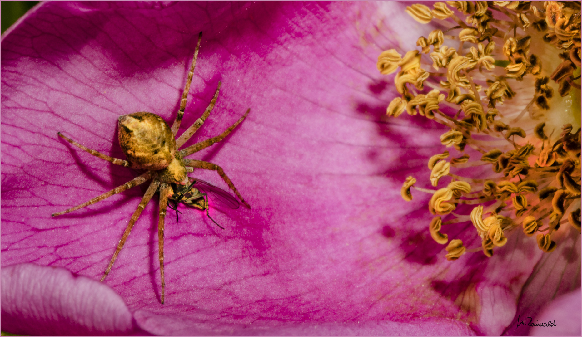 Spinne mit Beute