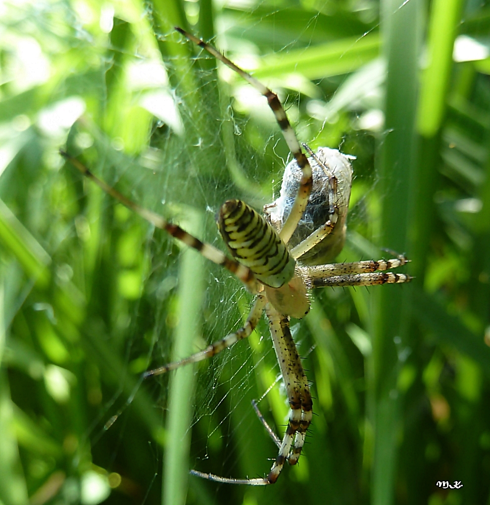 Spinne mit Beute-2