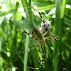 Spinne mit Beute-2