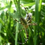 Spinne mit Beute-2