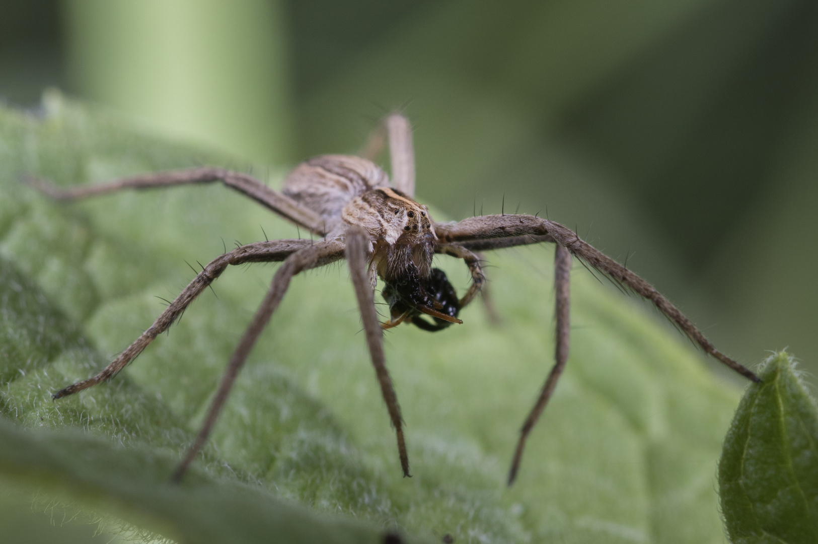 Spinne mit Beute 2/4