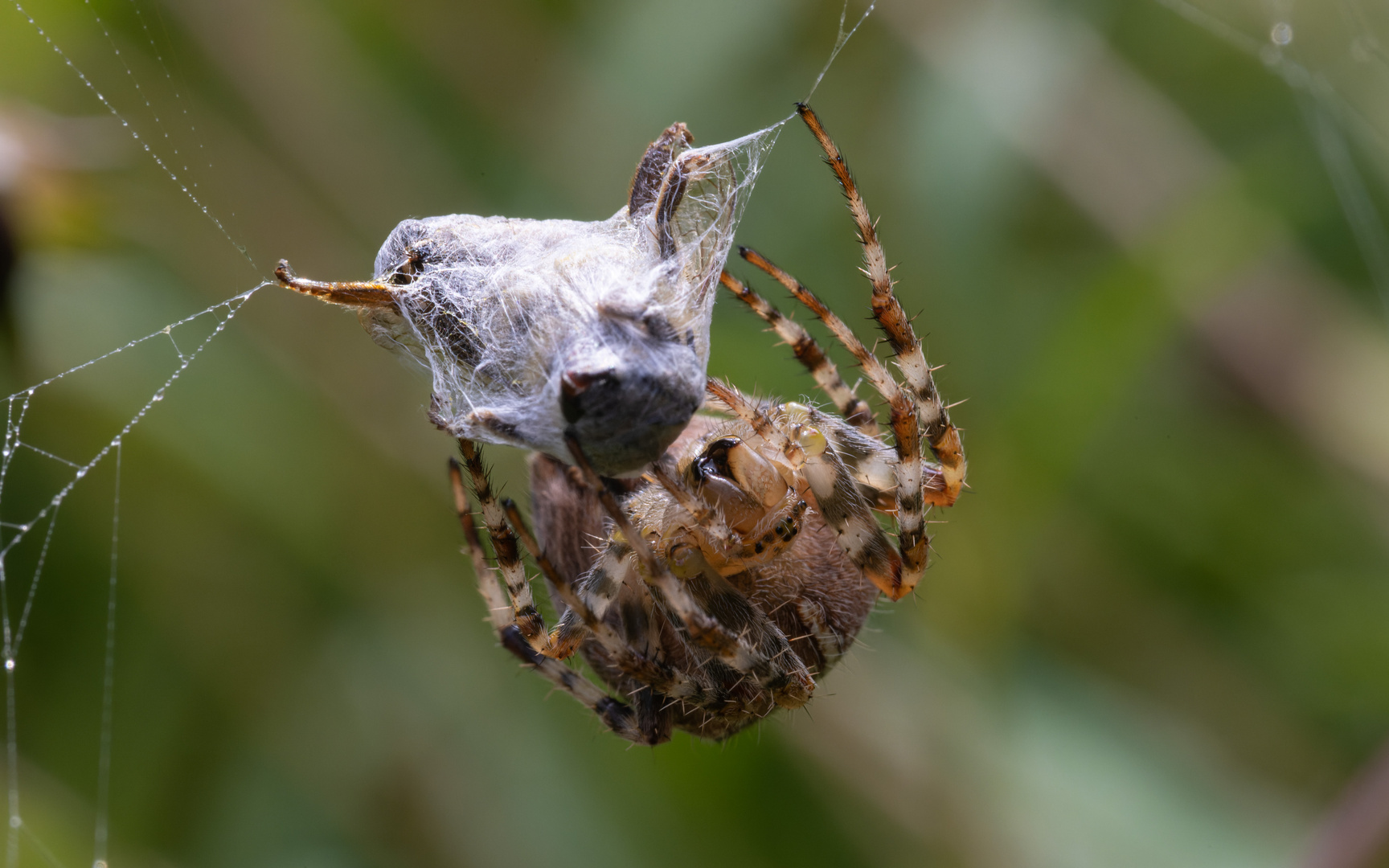 Spinne mit Beute