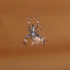 Spinne mit Beute