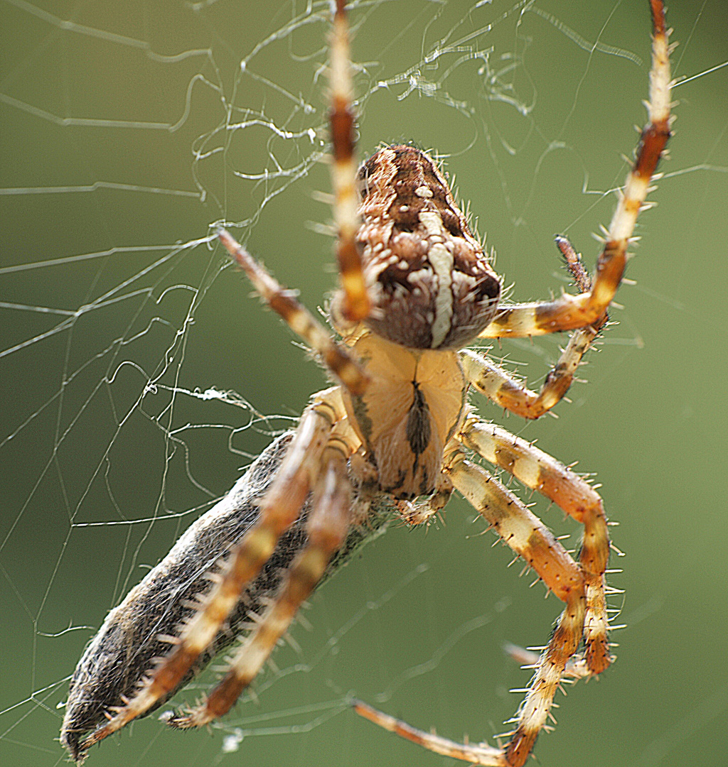 Spinne mit Beute