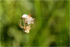 Spinne mit Beute