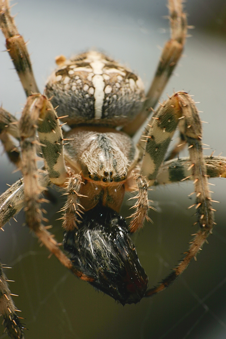 Spinne mit Beute