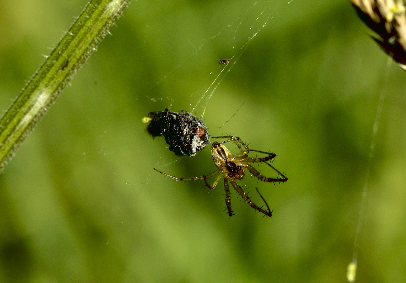 Spinne mit Beute