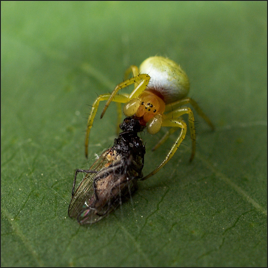 Spinne mit Beute