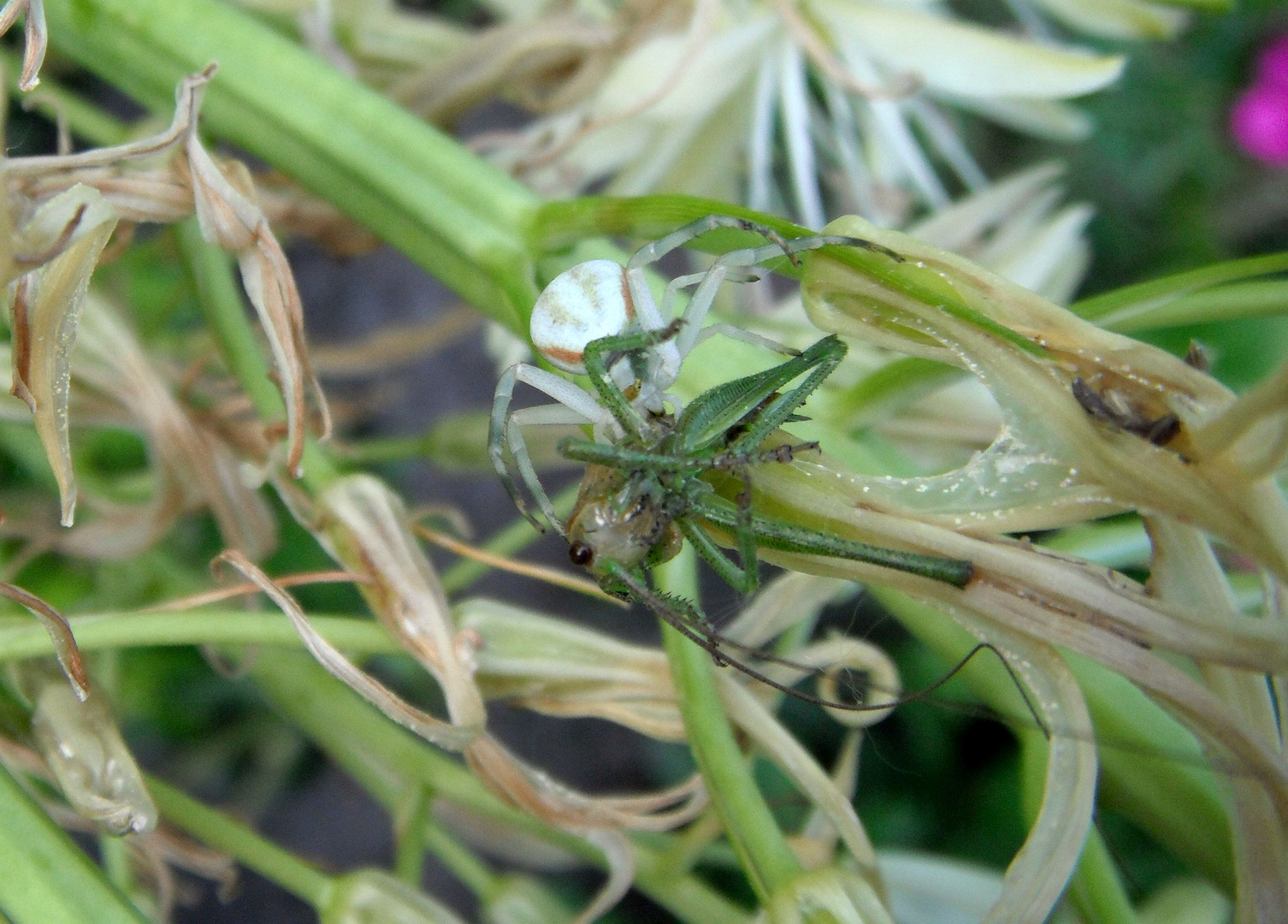 Spinne mit Beute