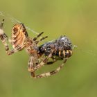 Spinne mit Beute