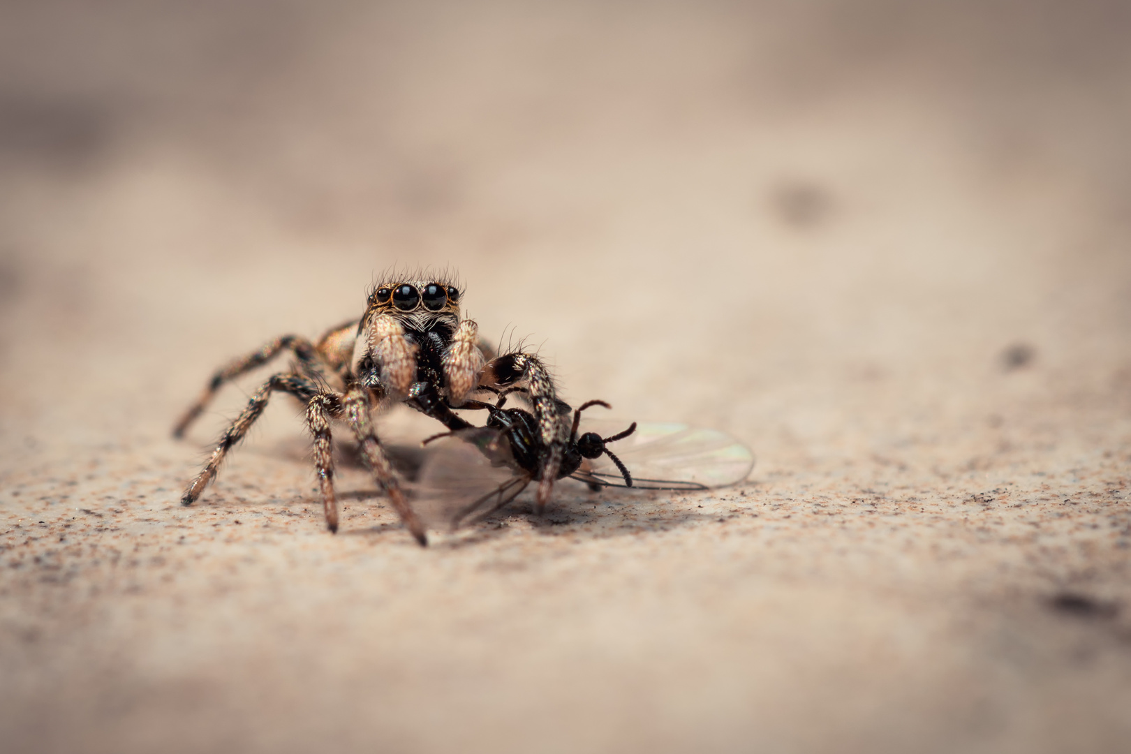 Spinne mit Beute