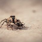 Spinne mit Beute