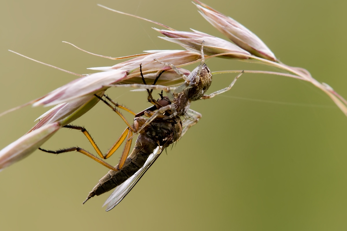 Spinne mit Beute