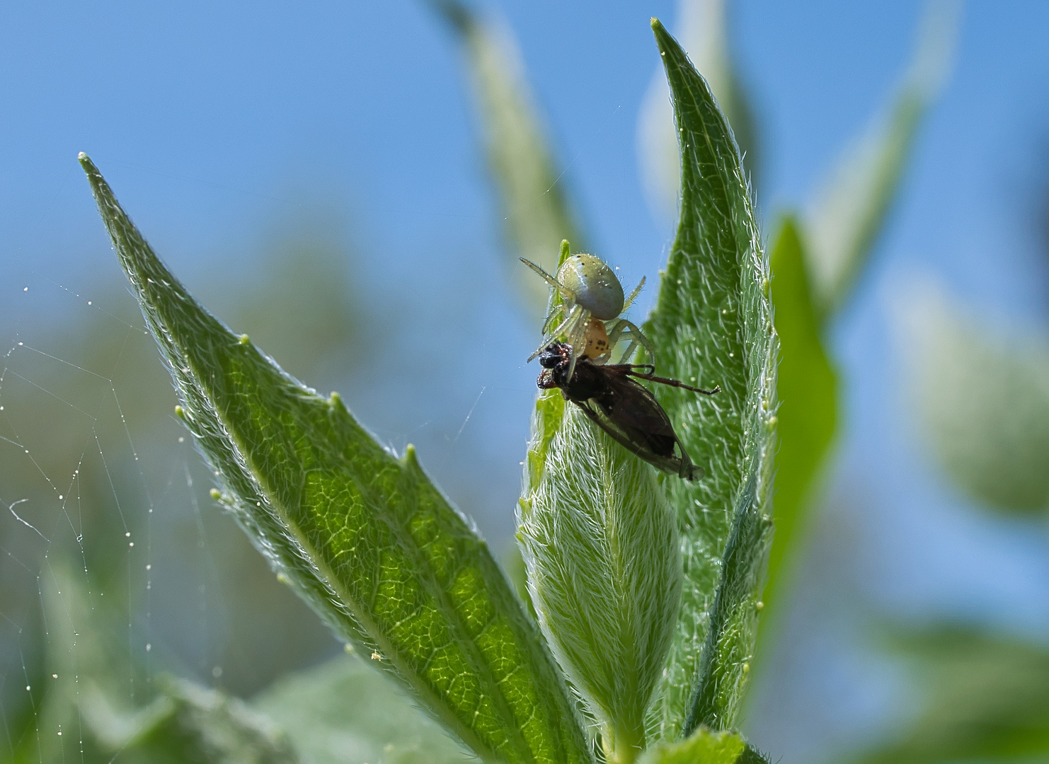 Spinne mit Beute