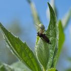 Spinne mit Beute