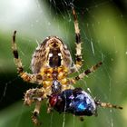 Spinne mit Beute