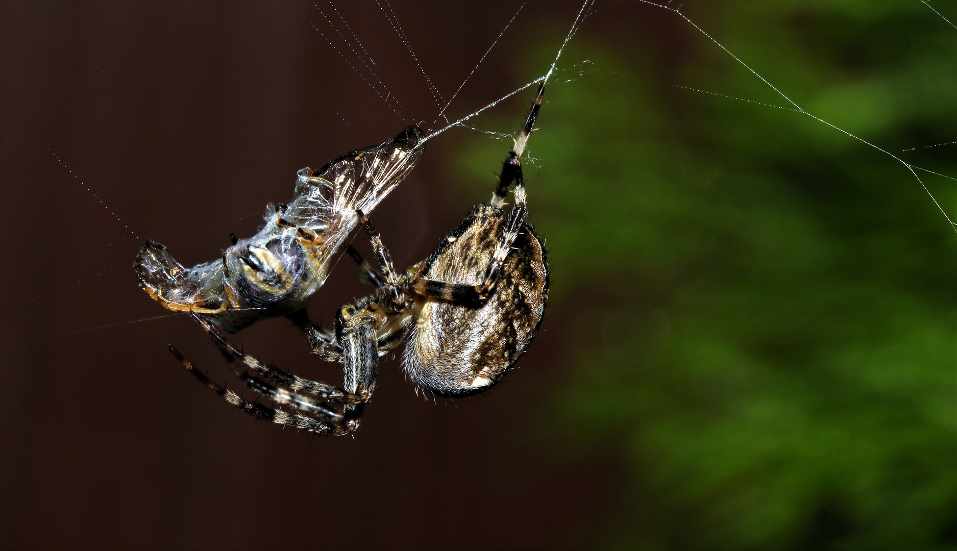 Spinne mit Beute 