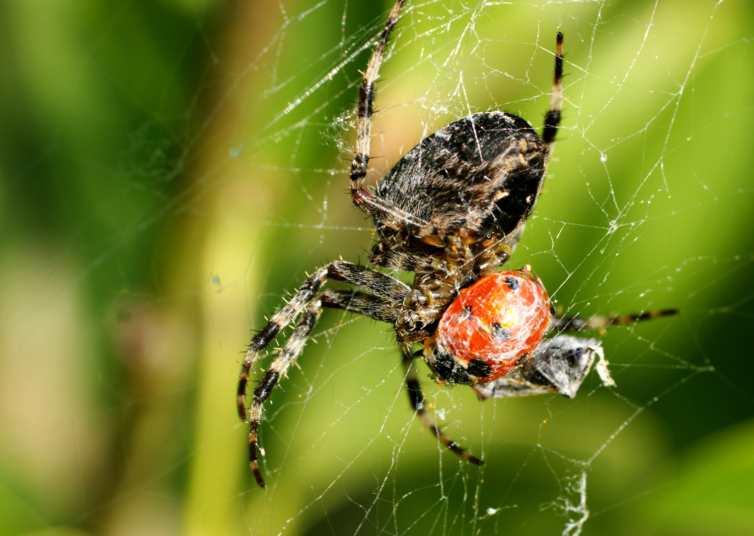 Spinne mit Beute