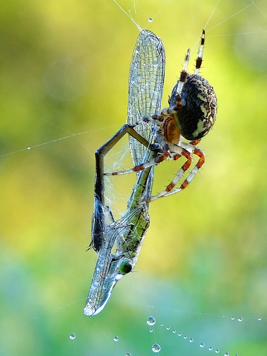 Spinne mit Beute