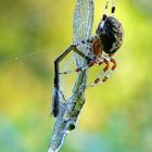 Spinne mit Beute