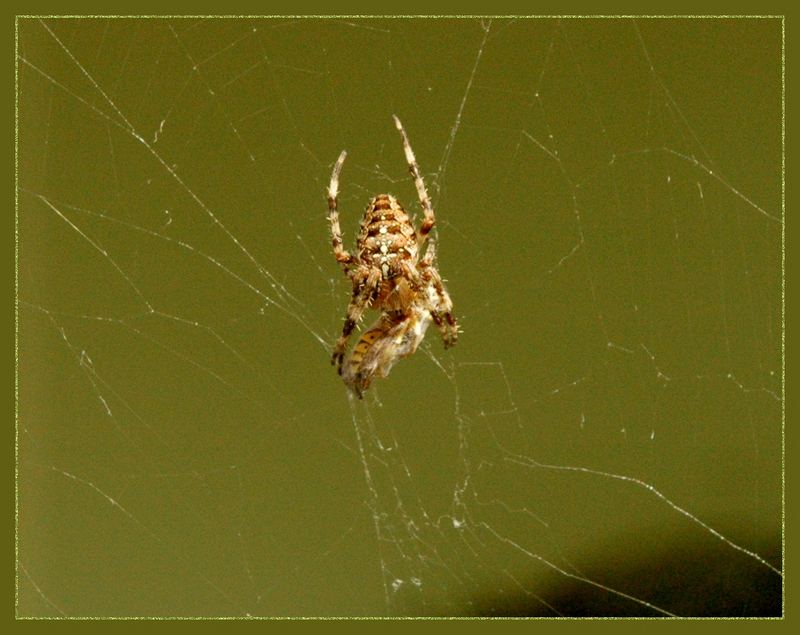 Spinne mit Beute