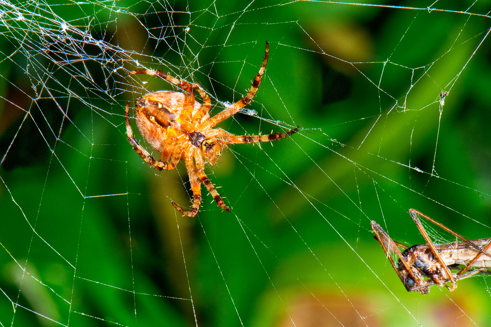 Spinne mit Beute