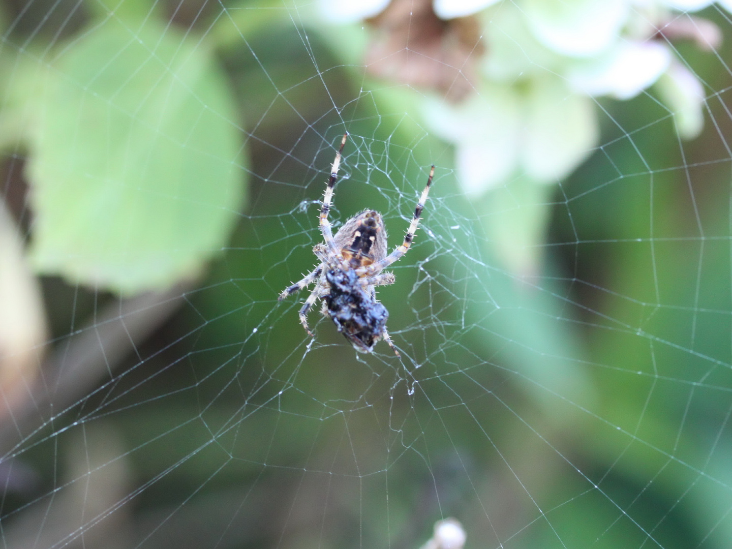 Spinne mit Beute