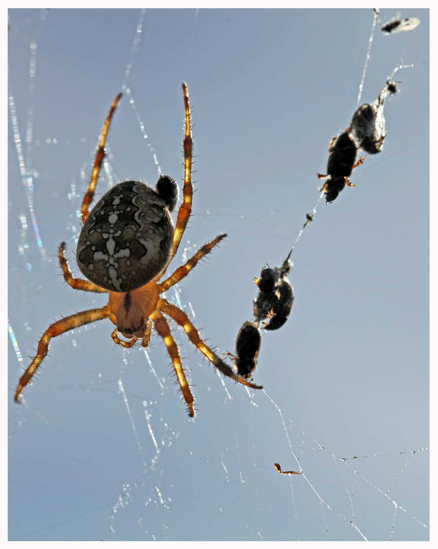 Spinne mit Beute im Gegenlicht