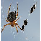 Spinne mit Beute im Gegenlicht