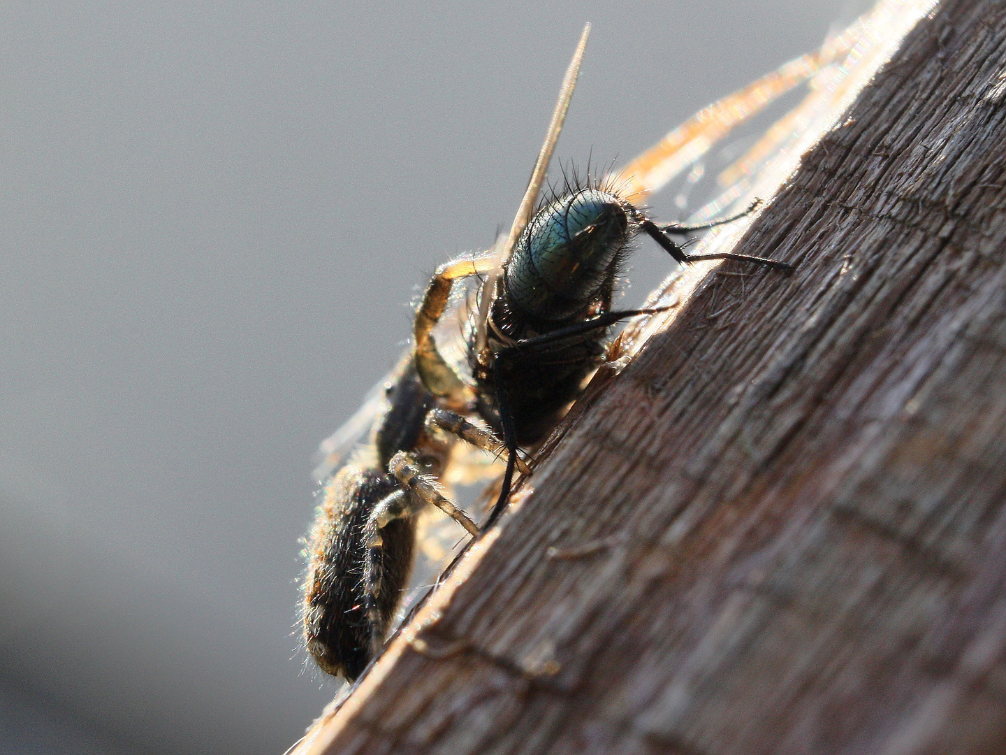 Spinne mit Beute - Macro Test