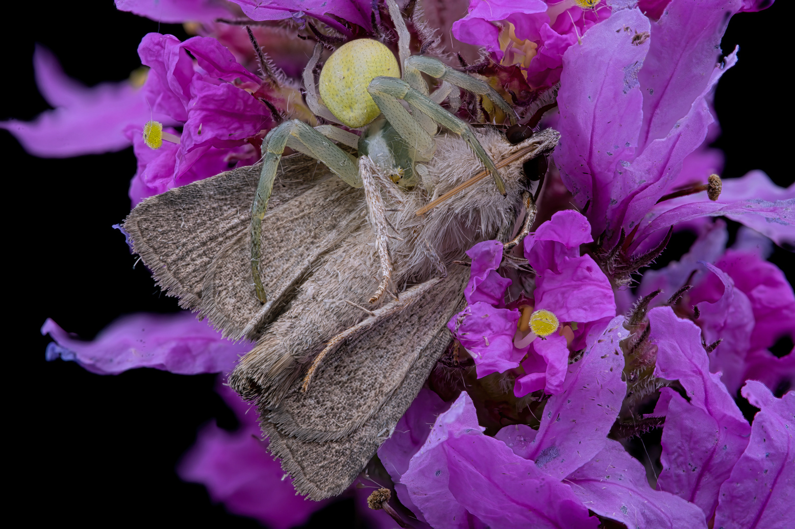 Spinne mit Beute (Misumena Vatia mit oak Motte)