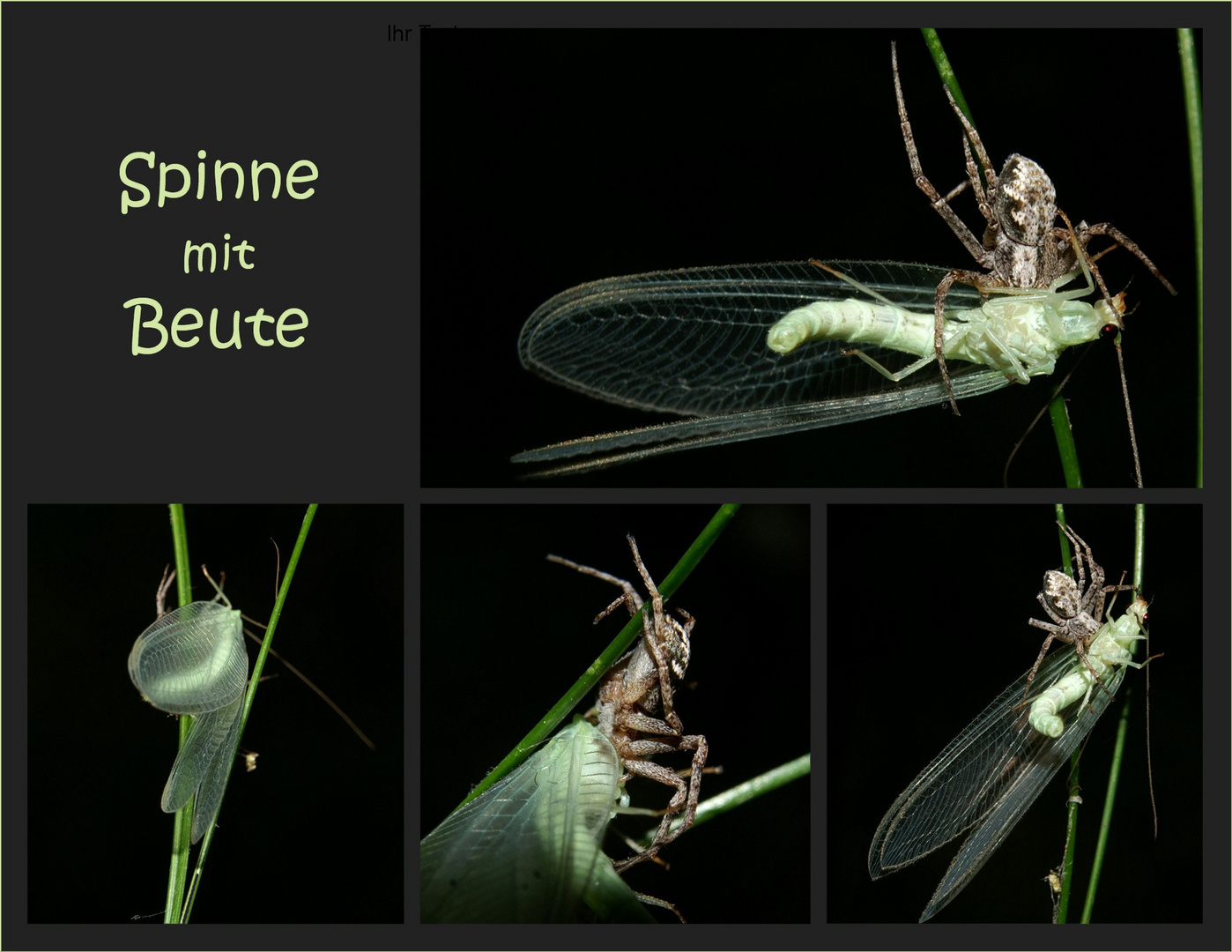 Spinne mit Beute, Teil 2