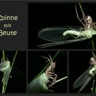 Spinne mit Beute, Teil 2