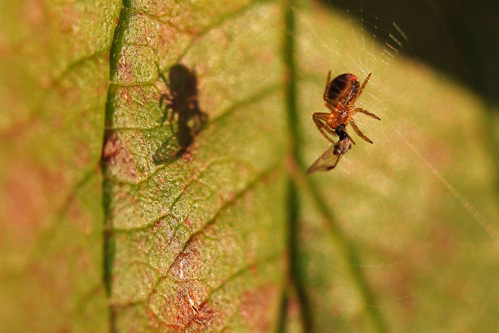 Spinne mit Beute und Schattenwurf