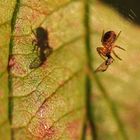 Spinne mit Beute und Schattenwurf