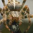 Spinne mit Beute_IMG_3950