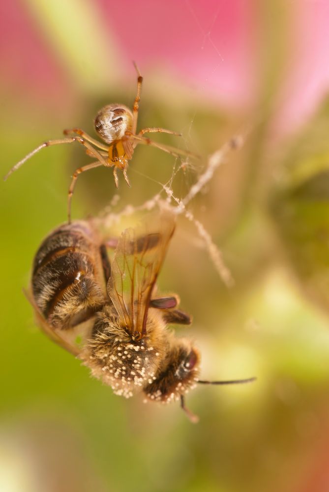 Spinne mit Biene