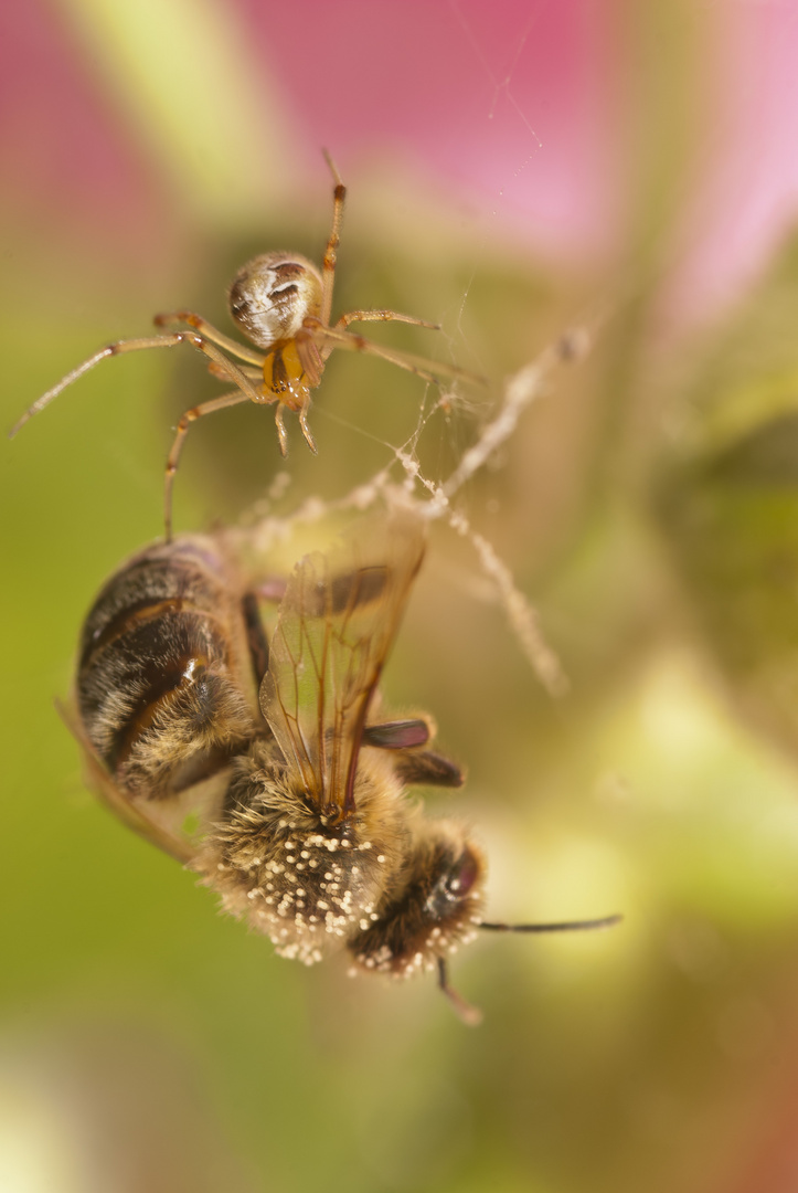 Spinne mit Biene