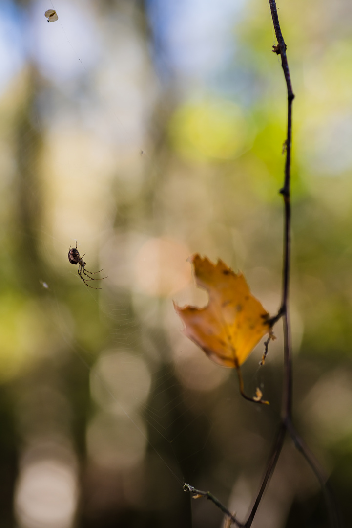 Spinne mit Blatt