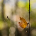 Spinne mit Blatt