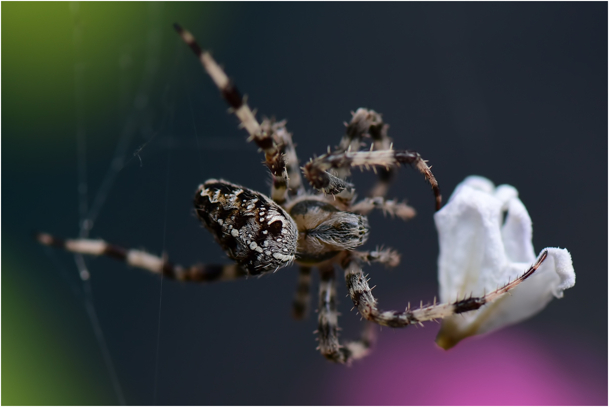 Spinne mit Blütenblatt